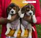 des adorables chiots beagle