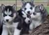 A donner exceptionnel chiot Husky Sibérien disponi