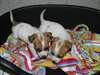 Chiots Jack-Rusell - photo 1