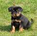 A DONNER Chiot type Rottweiler LOF