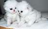 Deux magnifiques chatons persans Écaille disponi