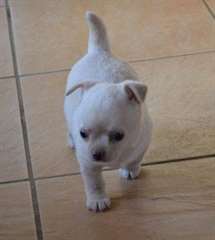 A donner chiot femelle type chihuahua