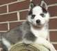 Adorables chiots Siberian Husky