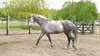 Hongre Cruzado 11 ans cheval de loisir - Annonce classée # 528743