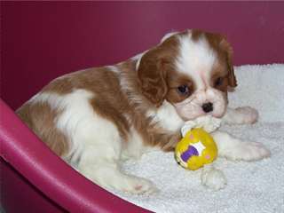 Cavalier King Charles Spaniel