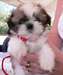 Adorable Chiot Type Shih Tzu en adoption - photo 1