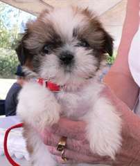 Adorable Chiot Type Shih Tzu en adoption