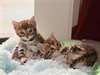 Magnifique chatons de Bengale - photo 1