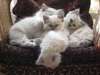 sublimes chaton sacre birmanie - photo 1