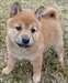 Chiots Shiba Inu Male &amp; femelle - photo 1