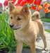 Chiots Shiba Inu Male &amp; femelle - photo 2