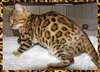 des sublimes chatons bengal - photo 1