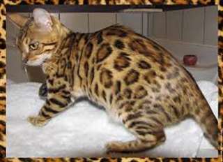 des sublimes chatons bengal