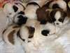 magnifiques shih tzu lof - photo 1