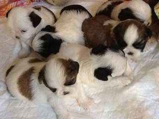 magnifiques shih tzu lof