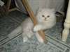 Jolie Chaton the persan - photo 1