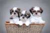 adorable chiots shih tzu pour adoption - photo 1