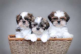 adorable chiots shih tzu pour adoption