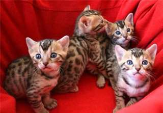 magnifique chaton bengal