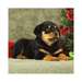 Chiots Rottweiler - photo 1