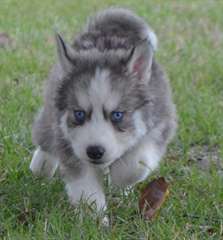 Chiots Husky Sib&#233;rien