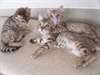 Magnifiques Type Chatons Savannah - photo 1