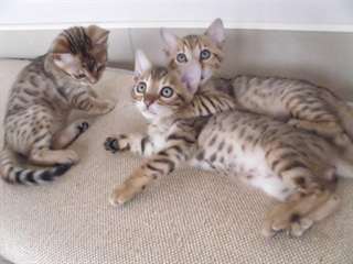 Magnifiques Type Chatons Savannah