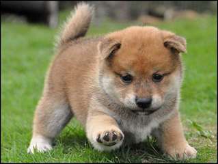 MAGNIFIQUES CHIOT SHIBA INU