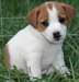 Chiots Jack-russel 2 femelles et 1 male - photo 1