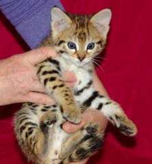 Magnifiques Type Chatons Savannah