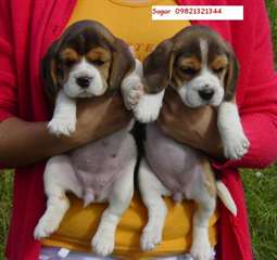 des adorables chiots beagle