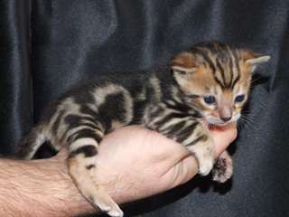 magnifique chatons Bengal  au prix de rien