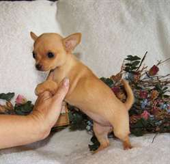 Chiot chihuahua male de couleur creme