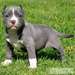 Magnifiques chiots pitt bull - photo 1