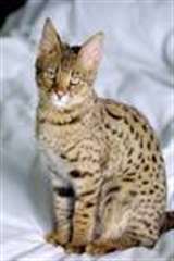 Magnifiques Type Chatons Savannah