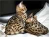 BEAUX CHATONS  BENGAL  POUR ADOPTION - photo 1