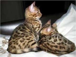 BEAUX CHATONS  BENGAL  POUR ADOPTION