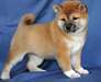 SUBLIMES CHIOTS AKITA INU - photo 1