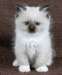 Magnifiques Chatons Ragdoll - photo 1