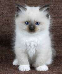 Magnifiques Chatons Ragdoll