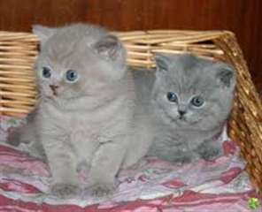 2 MAGNIFIQUES CHATON BRITISH SHORTHAIR