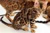 chatons bengal - photo 1