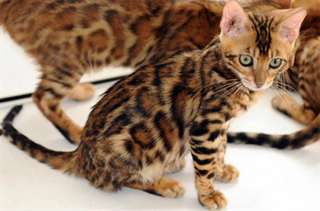 chatons bengal