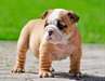 Magnifiques chiots de type bouledogue anglais - photo 1