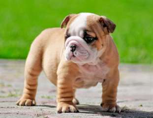 Magnifiques chiots de type bouledogue anglais