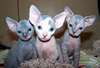 Adorable sphynx male et femelle - photo 1