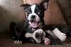 Chiots Boston Terrier - photo 1