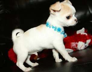 jolie chiot chihuahua  pour adoption