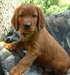 Deux chiots doux de Setter Irlandais Male &amp; femell - photo 1