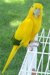 conure dor&#233;e des oiseaux &#224; vendre, (vaccin&#233;s, anim